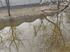 -桃花堤公园
