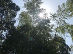 -树山生态村