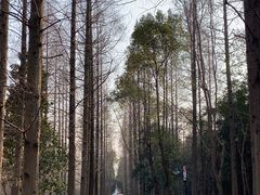 -东平国家森林公园