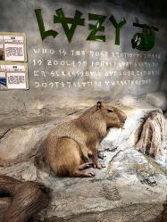 -Zoolung Zoolung动物主题公园(海信广场店)