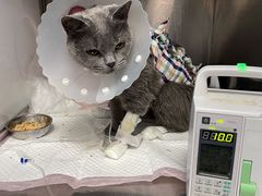 -北京赛佳动物医院