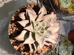 -双季花艺园艺市场(浦东店)