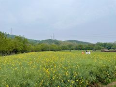 -八卦田遗址公园