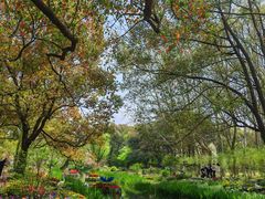 -上海共青森林公园