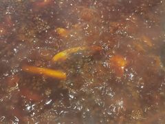 全红味锅底-肖肖酸萝卜鱼火锅(总店)