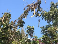 -北海金海湾红树林生态旅游区