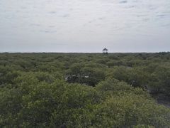 -北海金海湾红树林生态旅游区