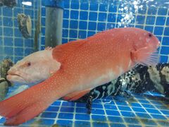 -星记小馆·小蓝龙·老南京砂锅菜(上海路店)