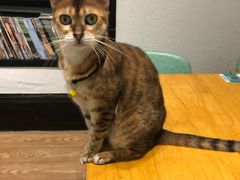 -猫色咖啡·猫咖