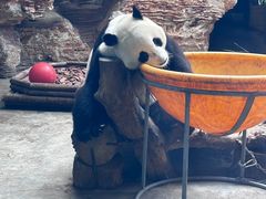 -石家庄市动物园