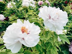 -莲花池公园