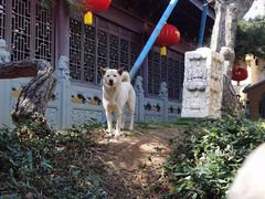 -龙华素斋(龙华路店)