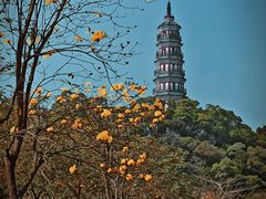 -顺峰山公园