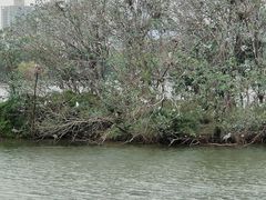 -海珠湖公园