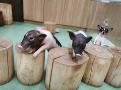 -藦茜花园宠物主题亲子互动体验馆(国顺东路店)