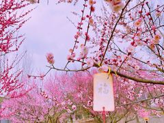 -花开海上生态园