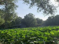 -北陵公园