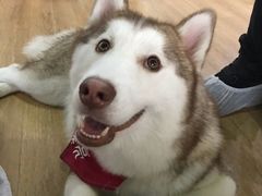 小漂亮-Husky Go! 哈士奇体验馆·宠物咖啡厅狗咖