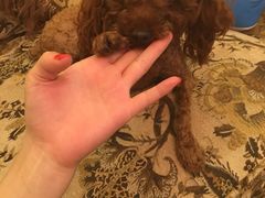 -多卡布奇宠物生活馆(上林世家店)