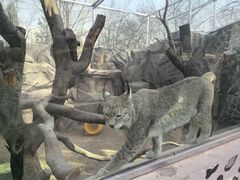 -青藏高原野生动物园