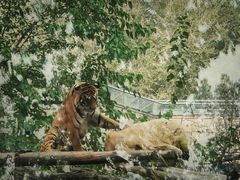 -北京野生动物园