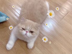 -滚猫咖啡·猫咖·猫友好撸猫(未来城店)