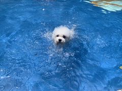 -良成狗狗乐园