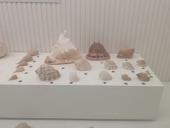 -青岛贝壳博物馆