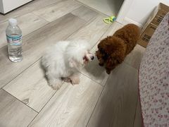 -翊宠yipet猫狗购宠庄园犬舍•猫舍