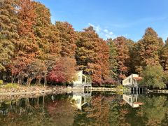 -上海共青森林公园