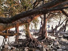 -宝安西湾红树林湿地公园