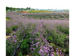 -紫颐香薰山谷景区