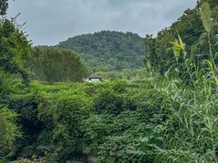 -龙井壹号·茶缘山景宴(龙井村店)