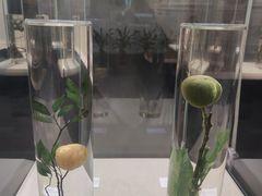 -广东中医药博物馆