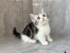 -小猫来了·猫舍(红山六九七九店)