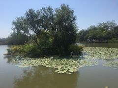 -大湾区中央湿地公园