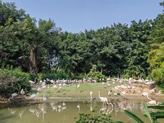 -广州长隆飞鸟乐园