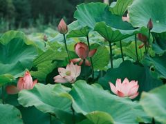 -梁鸿国家湿地公园