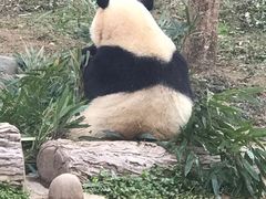 -都江堰中华大熊猫苑