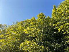 -杭州植物园