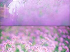 -荷兰花海