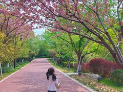 -金鸡湖桃花岛