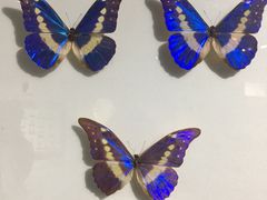 -上海昆虫博物馆