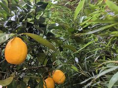 -大自然花鸟鱼虫市场