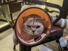 -Mr.Fox狐狸先生超级密室(南山店)