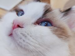 -HONGA HONGA雄家(曹路店)