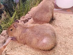 -正佳雨林生态植物园