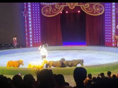 -珠海横琴长隆《卡卡虎奇遇记》