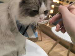 -滚猫咖啡·猫咖·猫友好撸猫(未来城店)