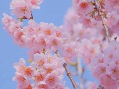 -顾村公园